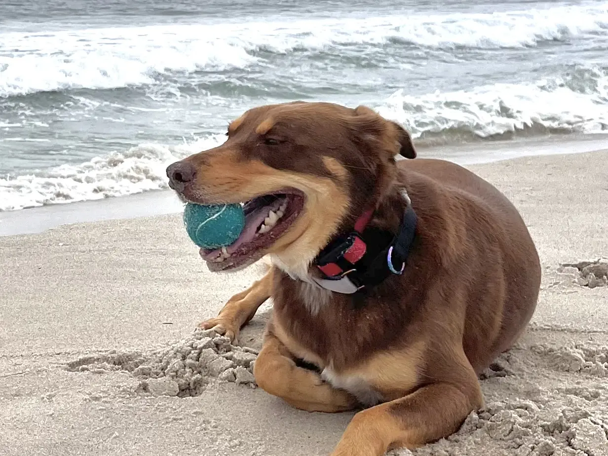 A brown dog lying on the beach with a tennis ball in its mouth