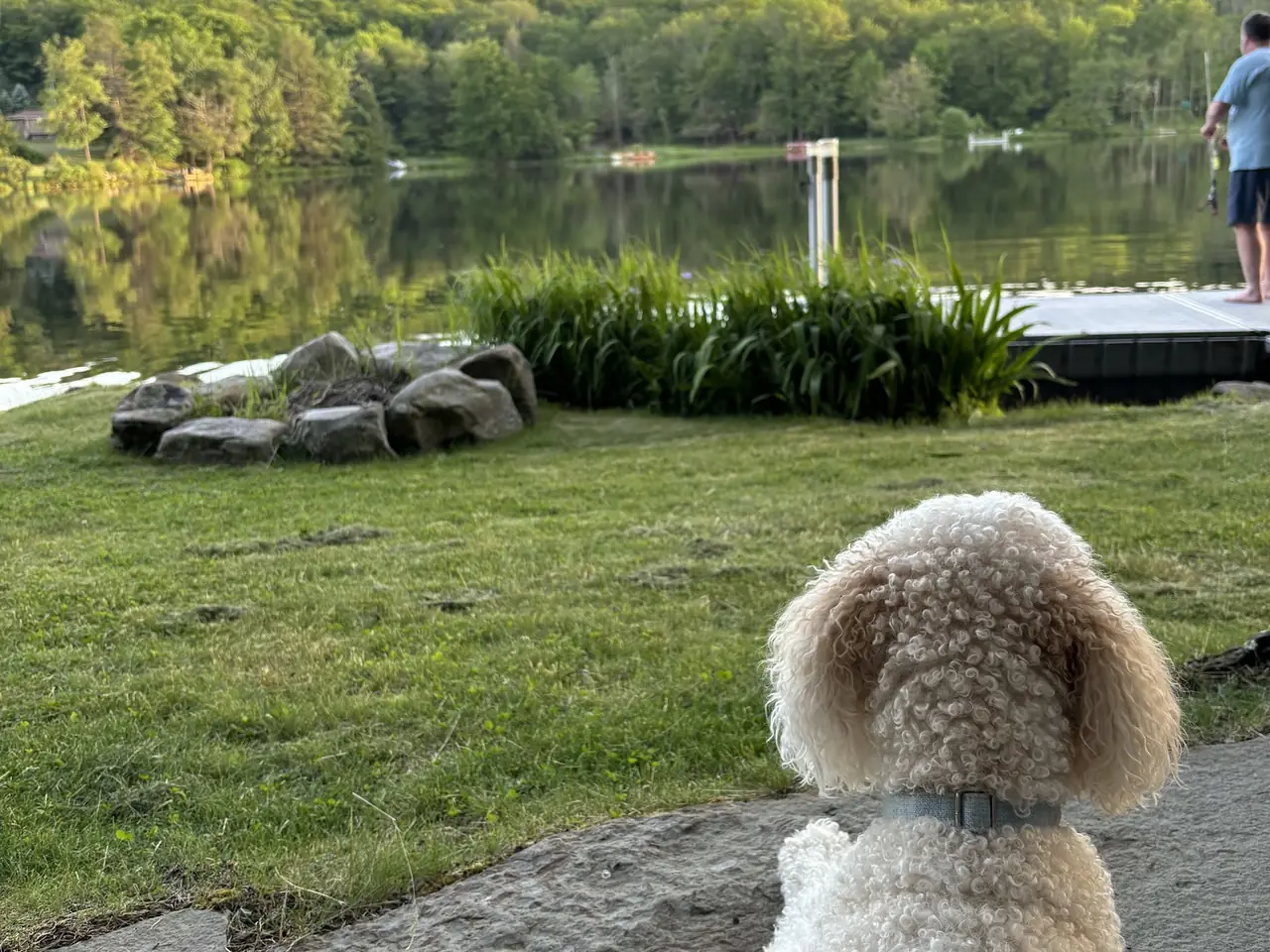 A doodle sitting calmly and looking out over a lake