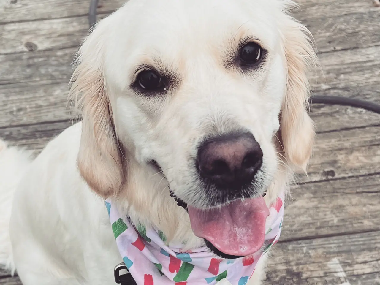 A golden retriever in a colorful bandana looking up at the camera