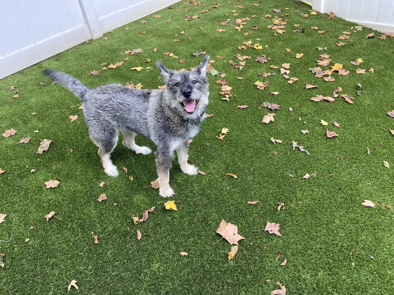 A grey scruffy dog standing on the turf with leaves around it