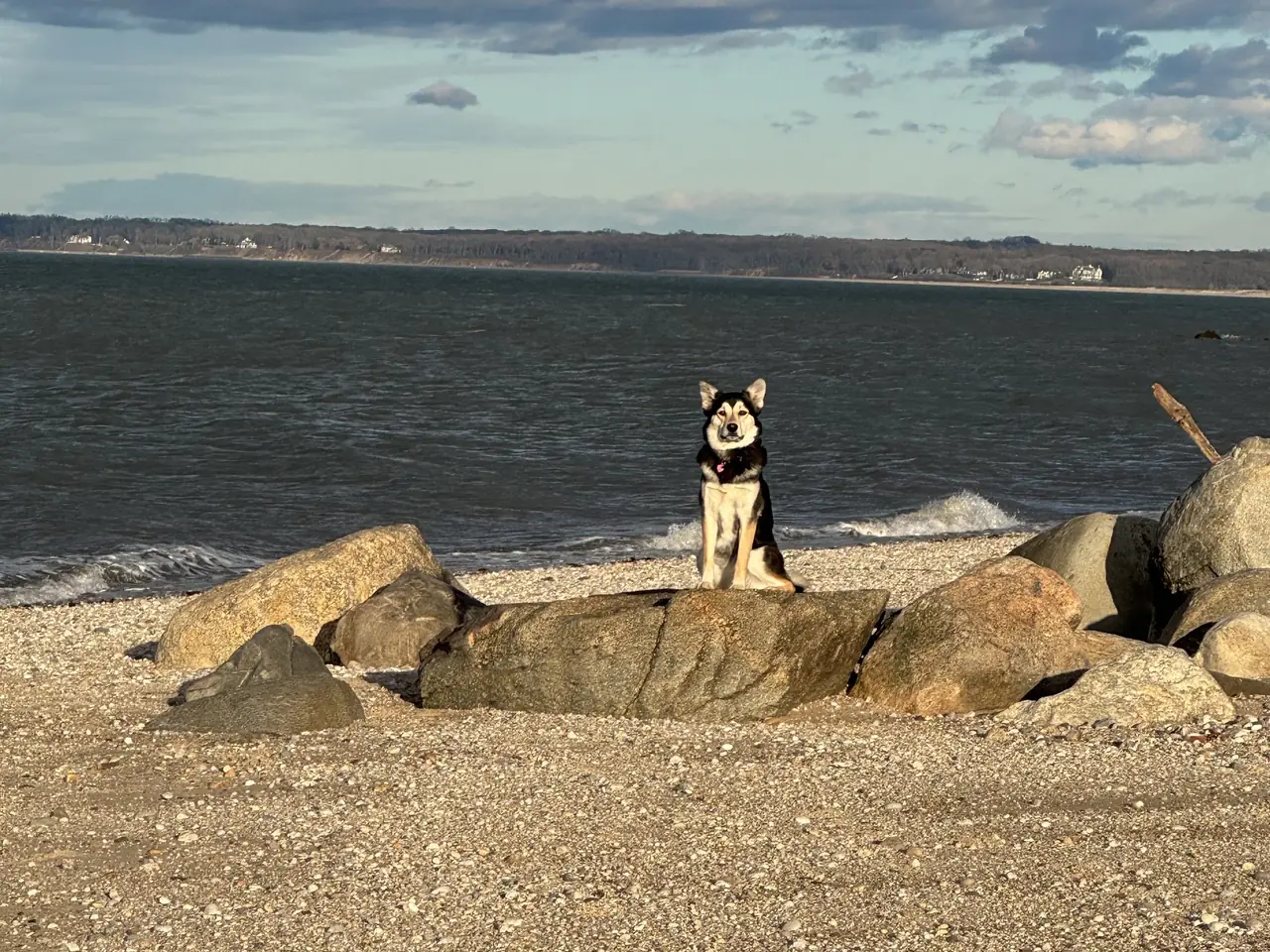 A husky on beach rocks by the water
