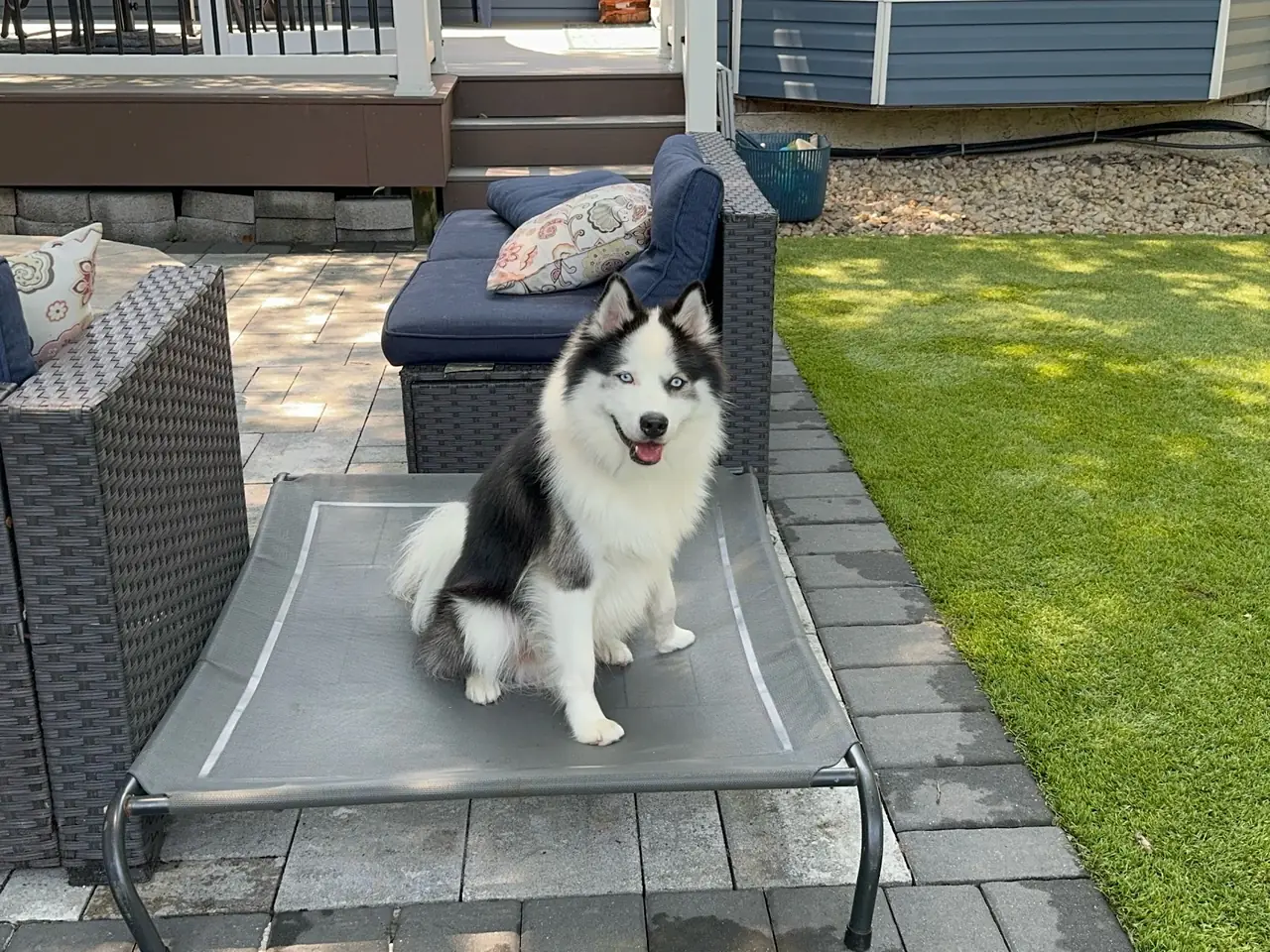 A husky sitting on a raised dog cot on a backyard patio