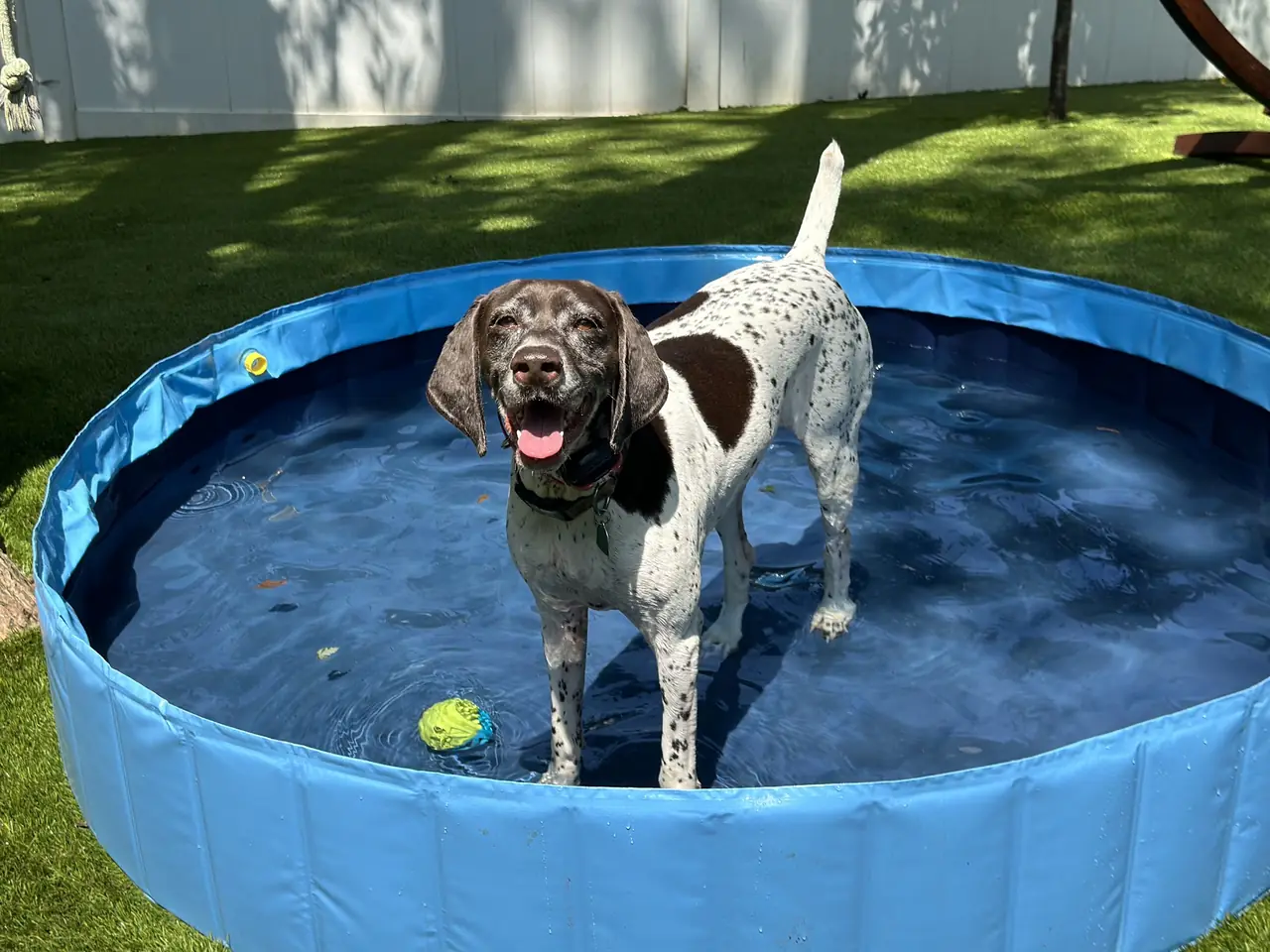 A spotted pointer standing in a splash pool in the yard