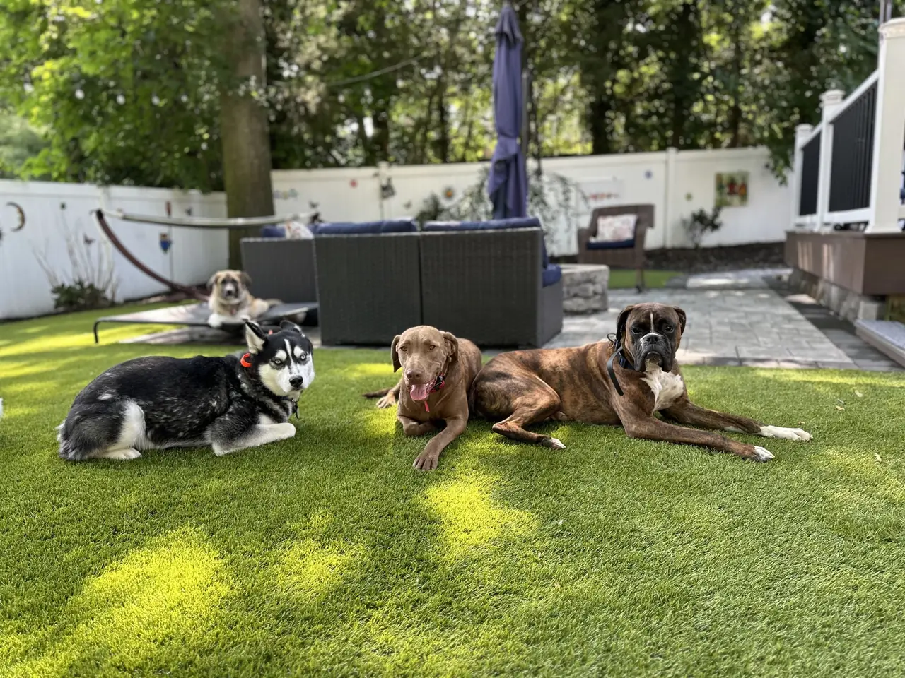 A husky, a boxer and another dog lying calmly in a down on the turf