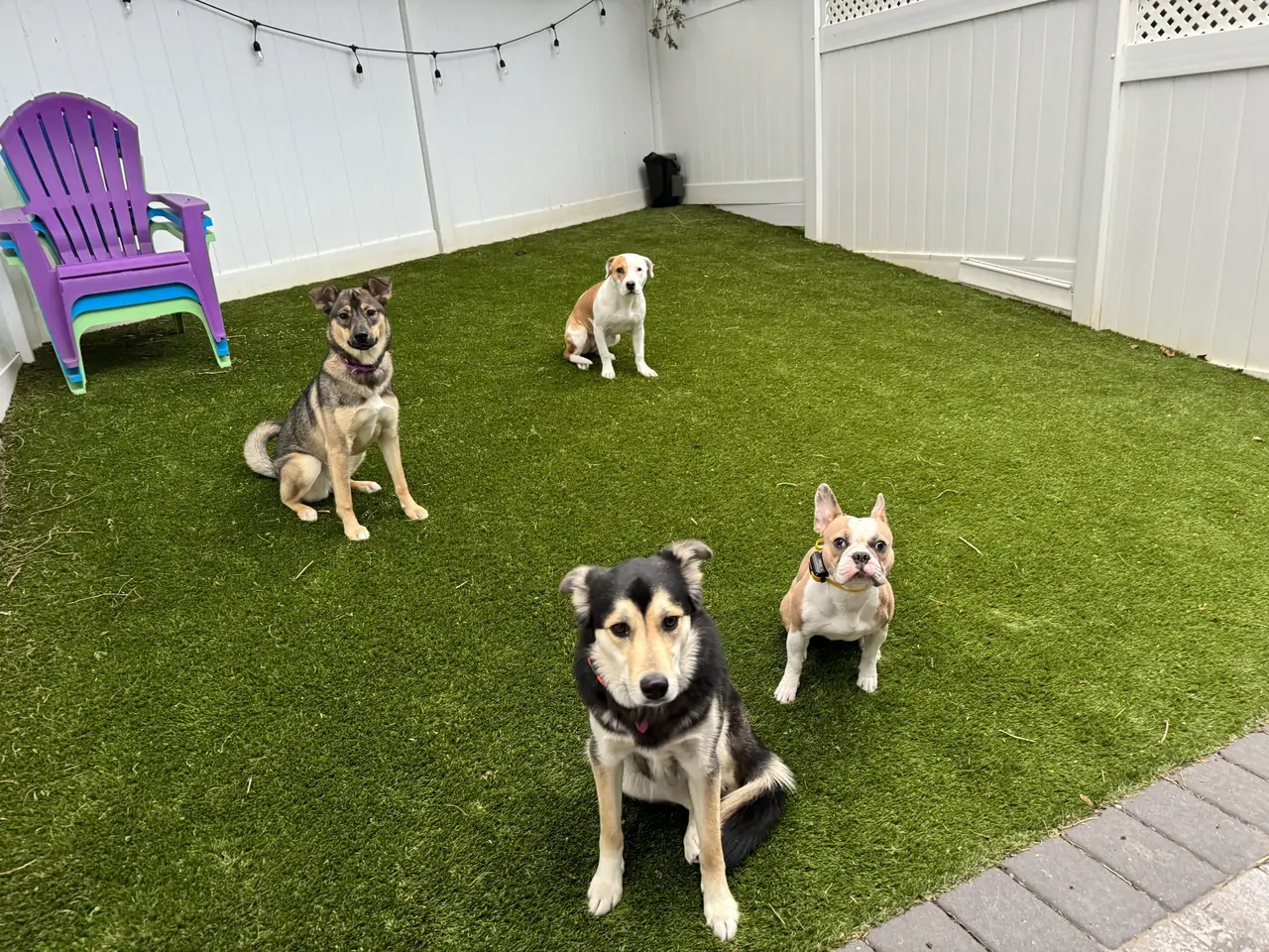 Four dogs holding a sit together on the turf
